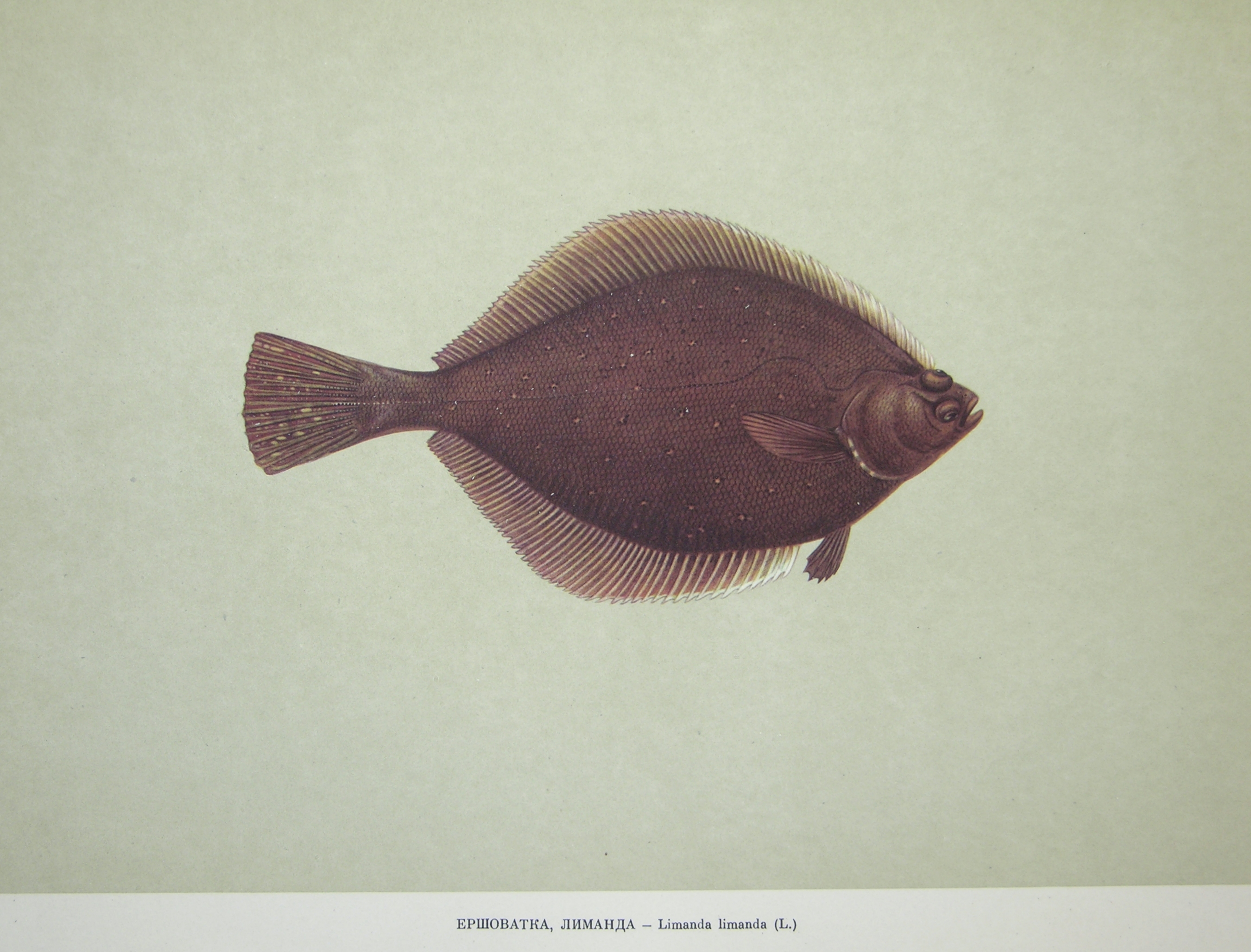 Limanda limanda (Linnaeus, 1758)